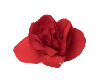 鲜花玫瑰免扣素材