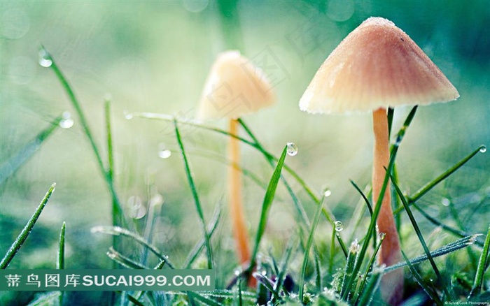 小蘑菇和青草地素材图片