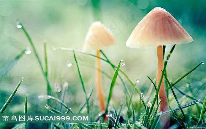 小蘑菇和青草地素材图片