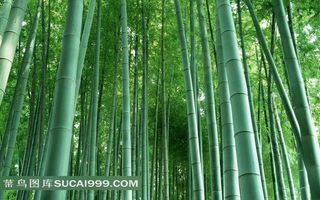 茂密竹林素材