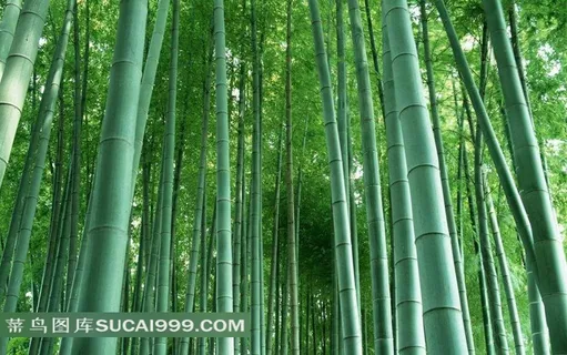 茂密竹林素材 茂密竹林素材
