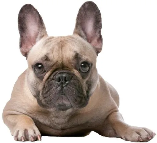 小斗牛犬 PNG免抠(1000x910)