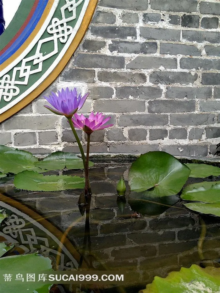 中国古典园林池塘莲花