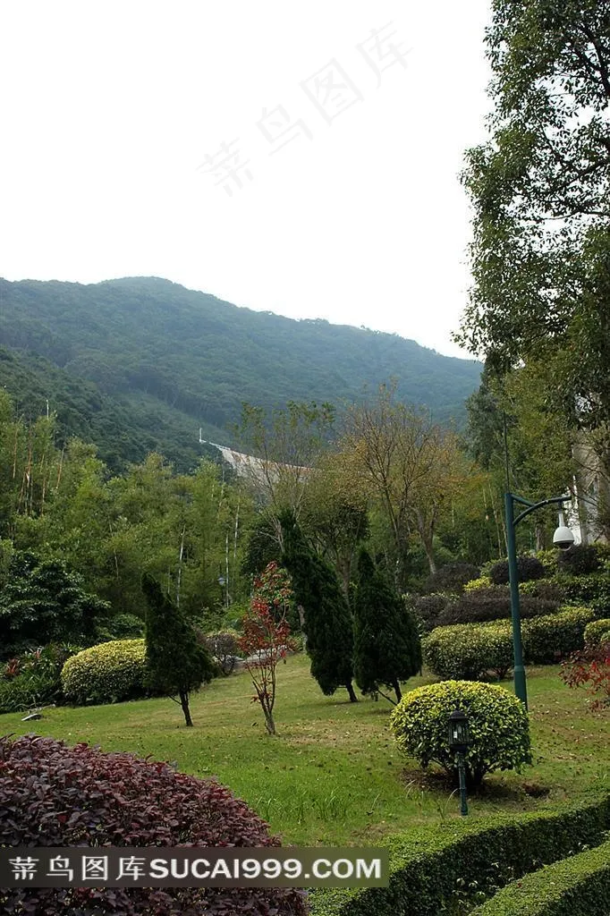 公园草坪小树图片