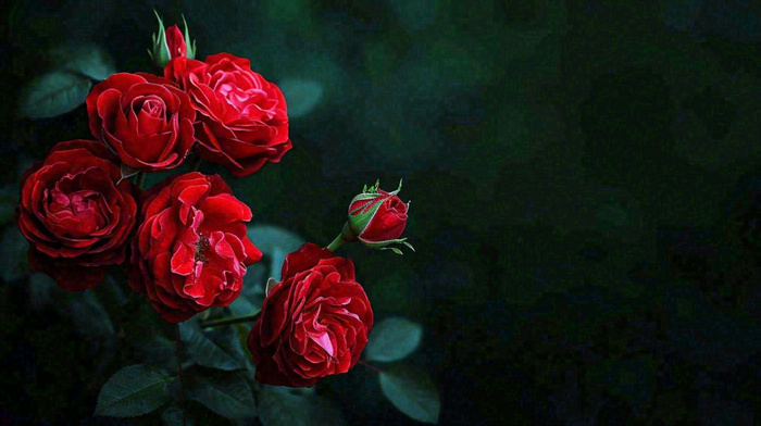 红玫瑰鲜花艳丽，花朵暗黑摄影图(1456x816)