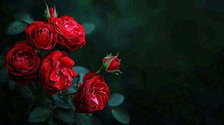 红玫瑰鲜花艳丽，花朵暗黑摄影图
