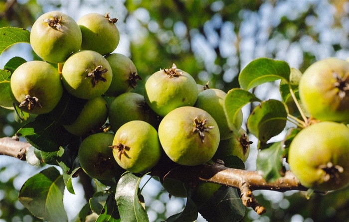 果园一簇绿色的苹果