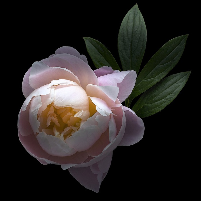 超高清唯美芍药鲜花图片