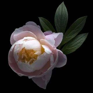 超高清唯美芍药鲜花图片 超高清唯美芍药鲜花图片