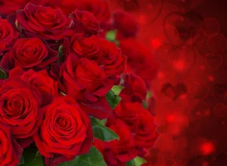 唯美红色玫瑰花束