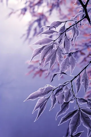 紫色枝叶清新背景