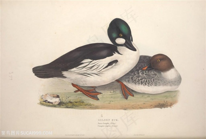 欧洲鸟类水彩野鸭横版