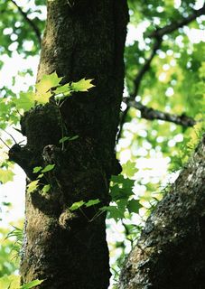 森林树木春季美景摄影图片