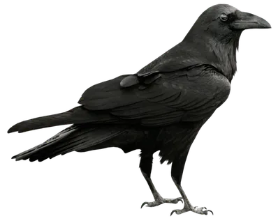 乌鸦动物黑色