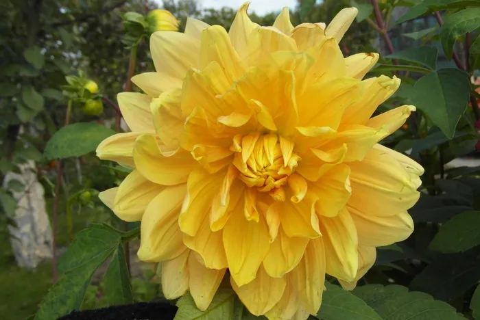 黄色大丽花花朵图片