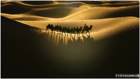 沙漠中的骆驼队