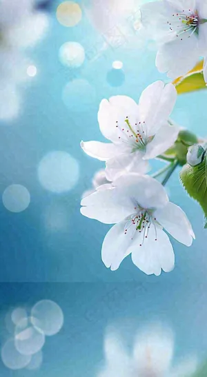 春天清新白色鲜花树枝，文艺新鲜浪漫摄影图