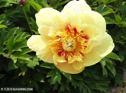 唯美盛开的黄牡丹花图片