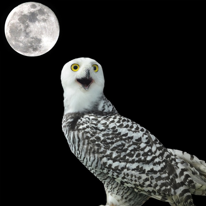 黑夜中的猫头鹰动物高清图