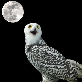 黑夜中的猫头鹰动物高清图