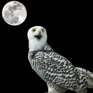 黑夜中的猫头鹰动物高清图