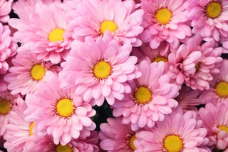 粉红菊花花簇摄影图