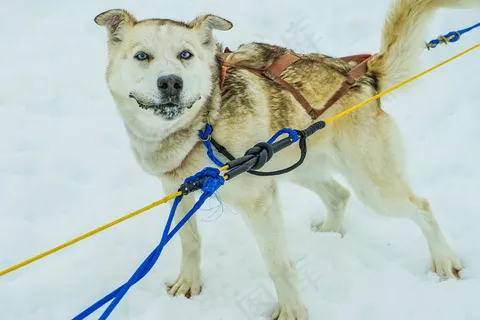 成年雪橇犬图片