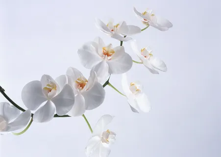 群芳梅花香 群芳梅花香