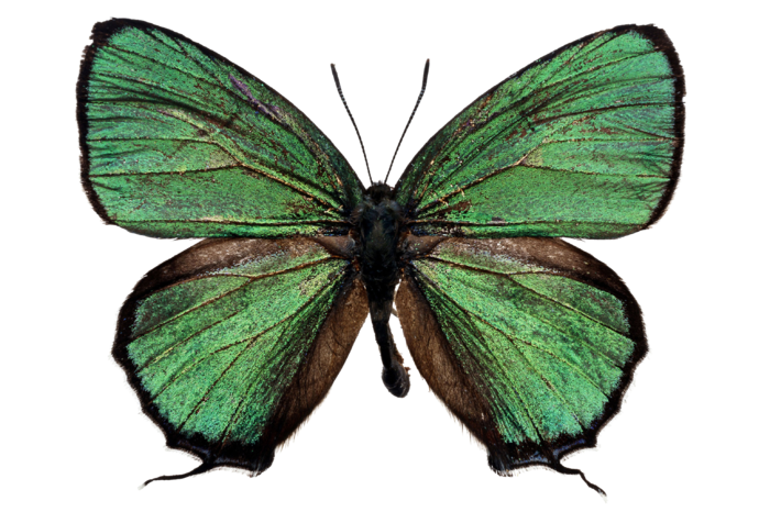 蝴蝶 彩蝶 花蝴蝶 动物 昆虫 免抠