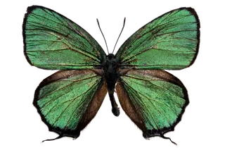 蝴蝶 彩蝶 花蝴蝶 动物 昆虫 免抠