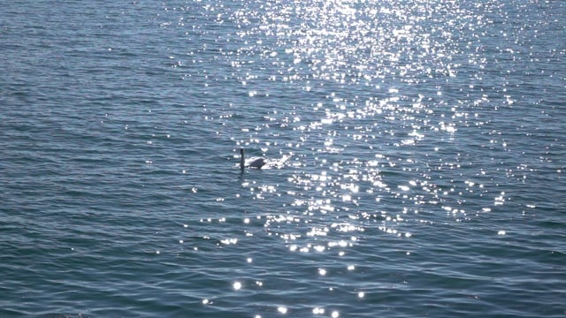 反射, 水, 反思, 天鹅, 湖