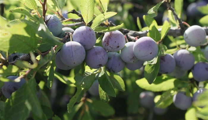 新鲜的成熟浆果