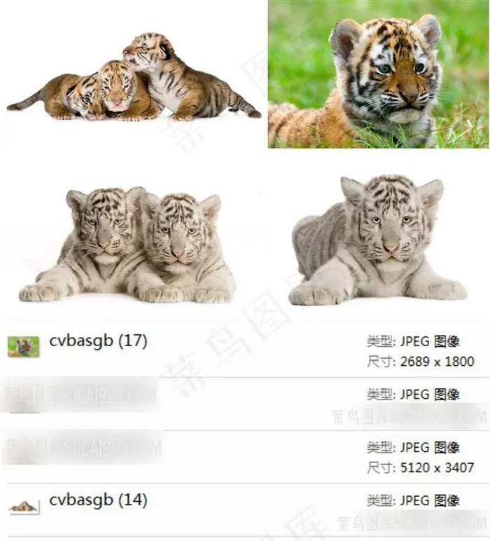 可爱的老虎素材