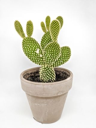 绿色仙人掌仙人球摄影素材