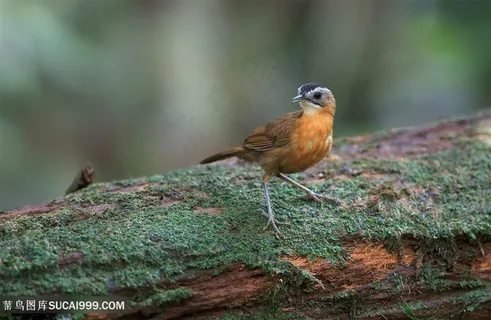 剑嘴鹛鸟类图片