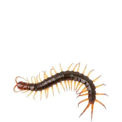 蜈蚣 PNG免抠(1400x1400)