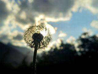 阳光下唯美小清新白色蒲公英