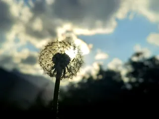 阳光下唯美小清新白色蒲公英