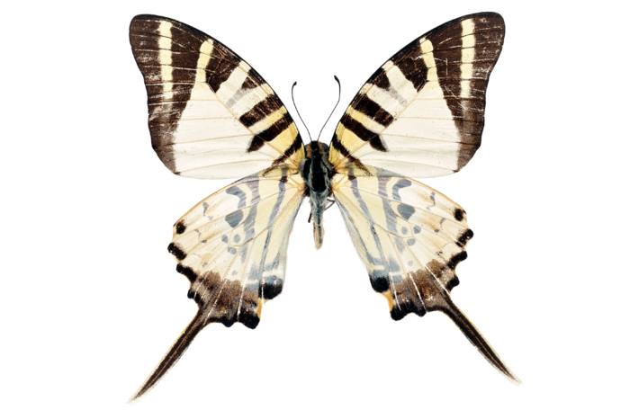 蝴蝶 彩蝶 花蝴蝶 动物 昆虫 免抠