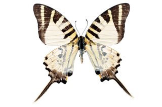 蝴蝶 彩蝶 花蝴蝶 动物 昆虫 免抠