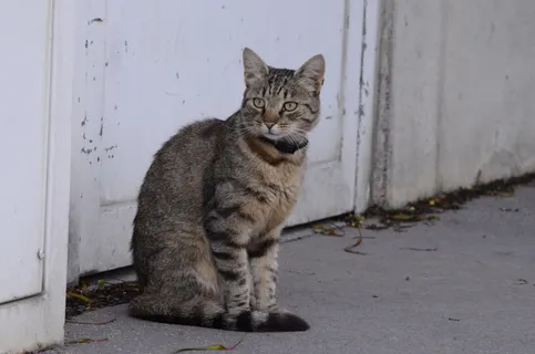 猫流浪猫野猫山猫动物猫仔设计素材小猫