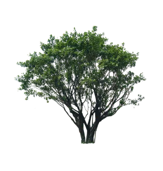 树木树枝树叶免扣素材