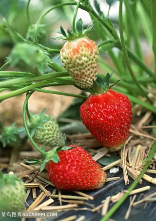 草莓菜地新鲜草莓种植基地图片
