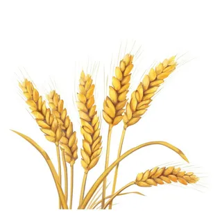 小麦麦穗金黄免抠