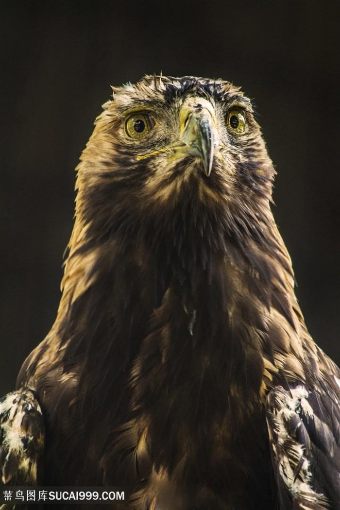 高清金雕摄影图片