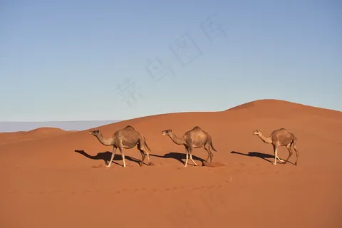 沙漠骆驼写真图片