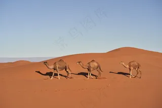 沙漠骆驼写真图片