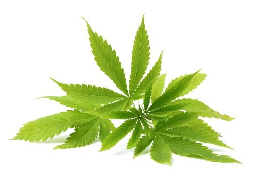 大麻PNG免抠(1000x665)