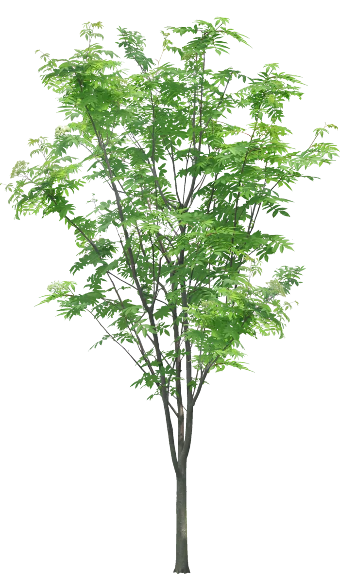 高清树木素材 免抠PSD植物素材 美术绘画园林贴图 树草灌木花草
