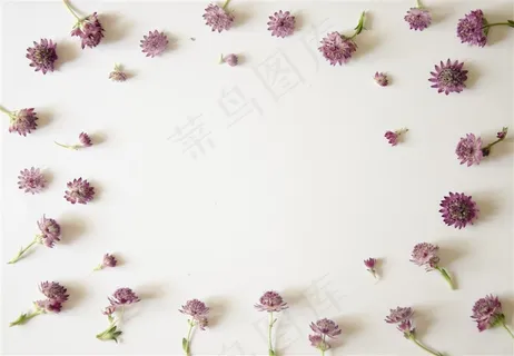 很可爱的紫色花朵 很可爱的紫色花朵